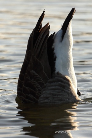 Submerged Goose