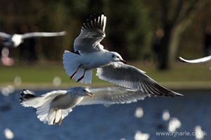 Gulls In-Flight