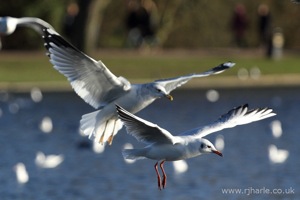 Gulls In-Flight