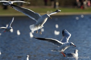 Gulls In-Flight