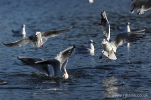 Gulls Fighting Over Food