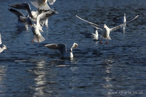 Gulls Fighting Over Food