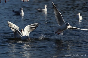 Gulls Fighting Over Food