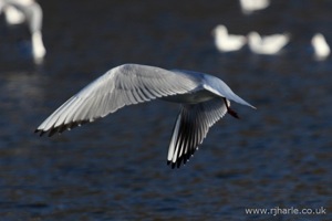 Gull Flypast