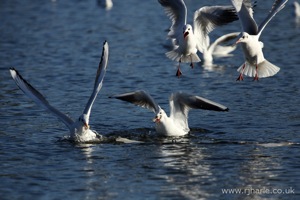 Gulls Squabble Over Food