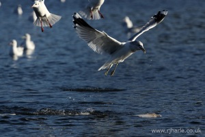 Gull Taking Off