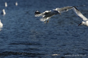 Gull Taking Off