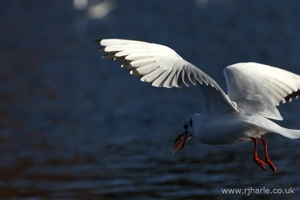 Gull Taking Off With Food