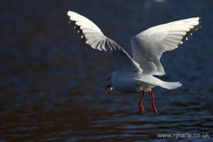 Gull Taking Off With Food