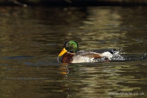 Mallard Has A Wash