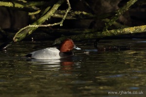 A Pochard Floats By
