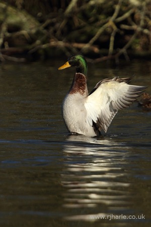 Mallard Stretching His Wings