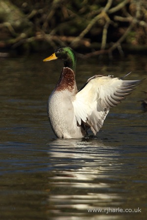 Mallard Stretching His Wings