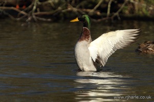 Mallard Stretching His Wings