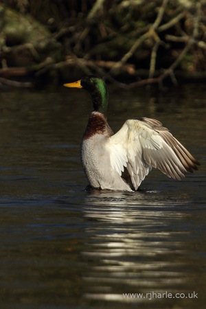 Mallard Stretching His Wings
