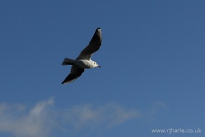 Seagull Flying Overhead