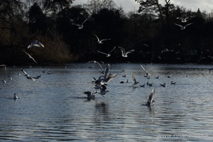 Gull Feeding Frenzy