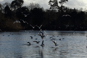 Gull Feeding Frenzy