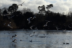 Gull Feeding Frenzy