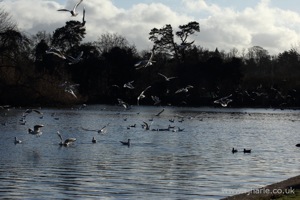 Gull Feeding Frenzy