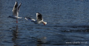 Two Gulls Taking Off