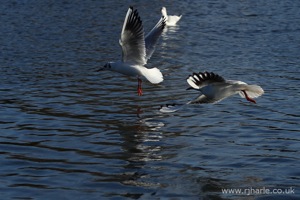 Two Gulls Taking Off