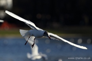 Gull Hovers For Food