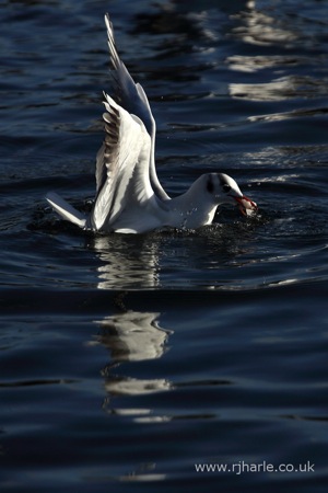 Gull Picks Up Food