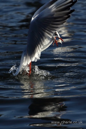Gull Takes Off With Food