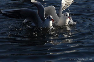 Gulls Squabble Over Food