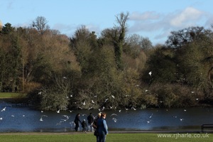 Gulls Flying Over The Lake