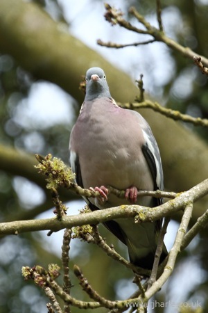 Suspicious Pigeon in a Tree