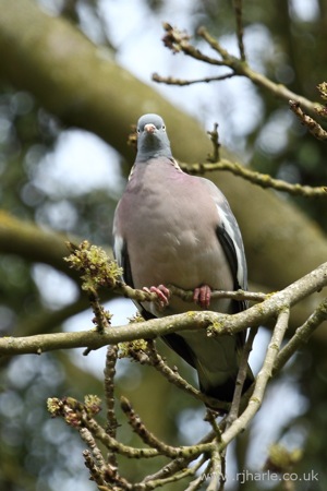 Suspicious Pigeon in a Tree