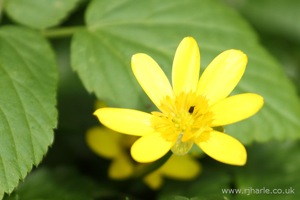 Little Yellow Flowers