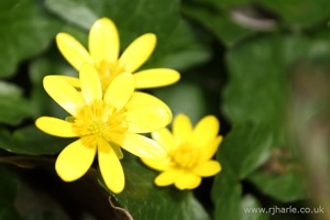 Little Yellow Flowers