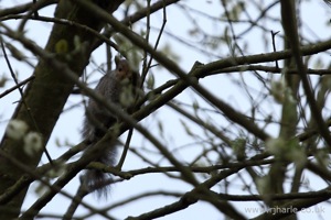 Squirrel on the Hunt