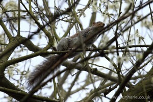 Squirrel on the Hunt