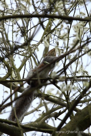 Squirrel on the Hunt