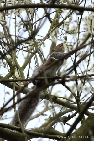 Squirrel on the Hunt