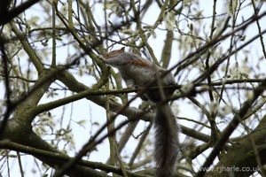 Squirrel on the Hunt