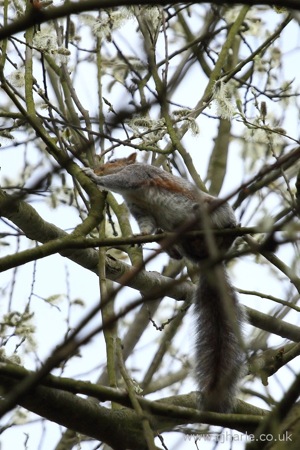 Squirrel on the Hunt