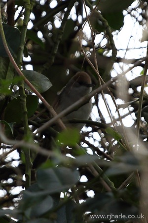 Finch in the Trees