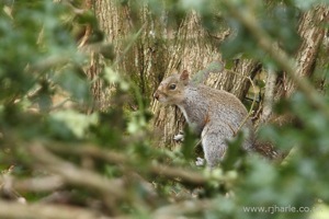 Squirrel in the Woods