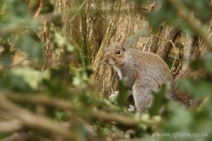 Squirrel in the Woods