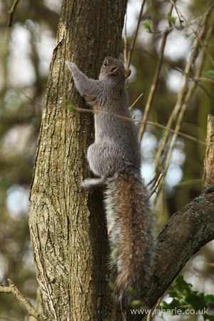 Squirrel Climbing a Tree