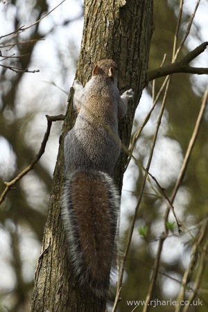 Squirrel Climbing a Tree