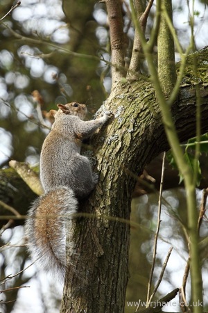 Squirrel Climbing a Tree