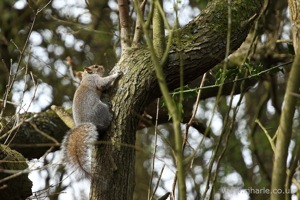 Squirrel Climbing a Tree