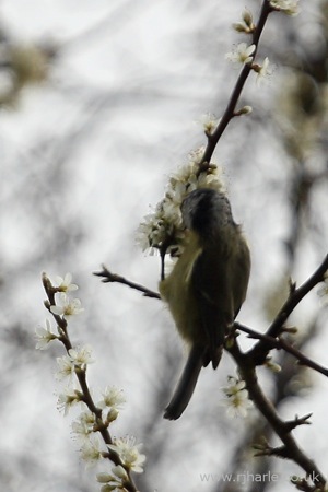Finch Feeding