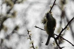Finch Feeding